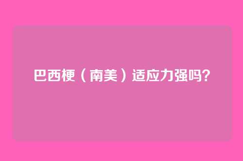 巴西梗（南美）适应力强吗？