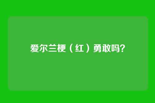爱尔兰梗（红）勇敢吗？