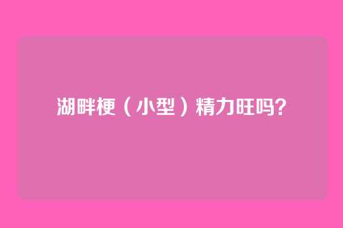 湖畔梗（小型）精力旺吗？