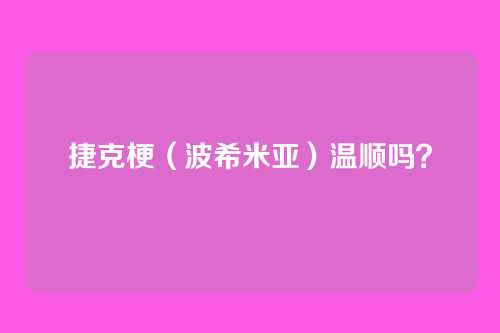 捷克梗（波希米亚）温顺吗？
