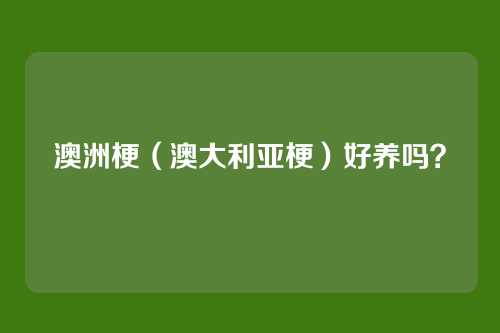 澳洲梗（澳大利亚梗）好养吗？