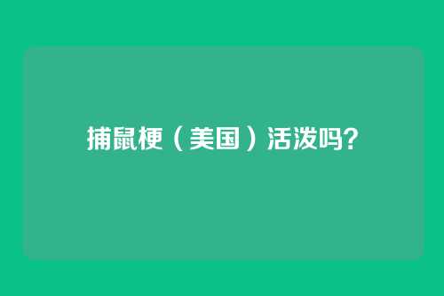 捕鼠梗（美国）活泼吗？
