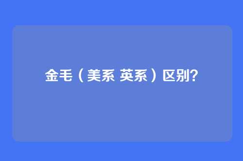 金毛（美系 英系）区别？