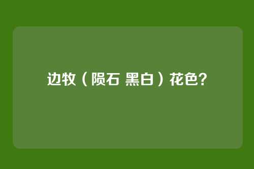 边牧（陨石 黑白）花色？