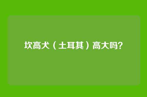 坎高犬（土耳其）高大吗？