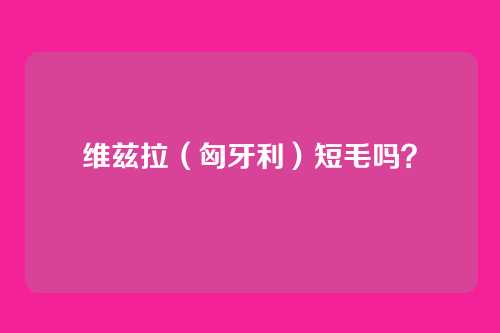 维兹拉（匈牙利）短毛吗？