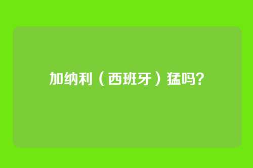 加纳利（西班牙）猛吗？