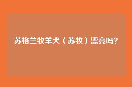 苏格兰牧羊犬（苏牧）漂亮吗？