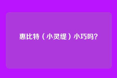 惠比特（小灵缇）小巧吗？