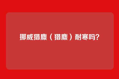 挪威猎麋（猎麋）耐寒吗？