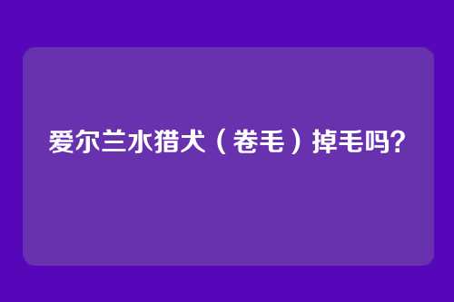 爱尔兰水猎犬（卷毛）掉毛吗？