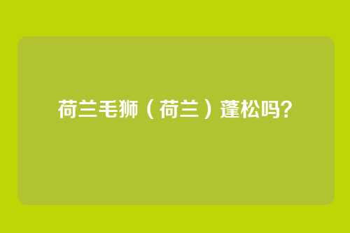 荷兰毛狮（荷兰）蓬松吗？