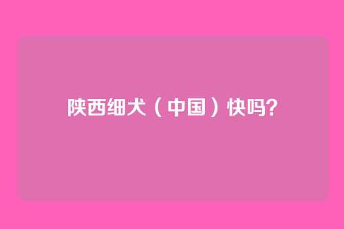 陕西细犬（中国）快吗？