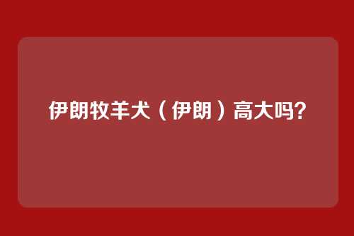 伊朗牧羊犬（伊朗）高大吗？