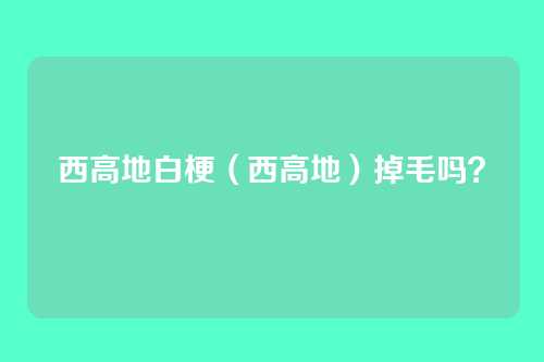 西高地白梗（西高地）掉毛吗？