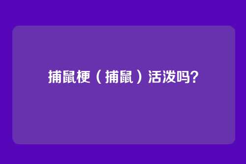 捕鼠梗（捕鼠）活泼吗？