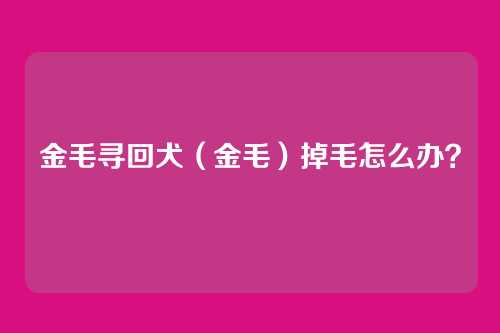 金毛寻回犬（金毛）掉毛怎么办？