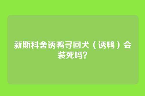新斯科舍诱鸭寻回犬（诱鸭）会装死吗？