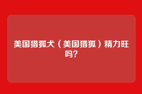 美国猎狐犬（美国猎狐）精力旺吗？