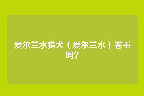 爱尔兰水猎犬（爱尔兰水）卷毛吗？
