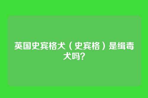 英国史宾格犬（史宾格）是缉毒犬吗？