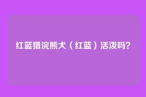 红蓝猎浣熊犬（红蓝）活泼吗？