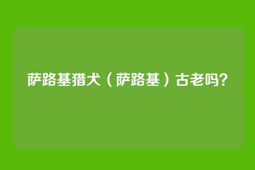 萨路基猎犬（萨路基）古老吗？