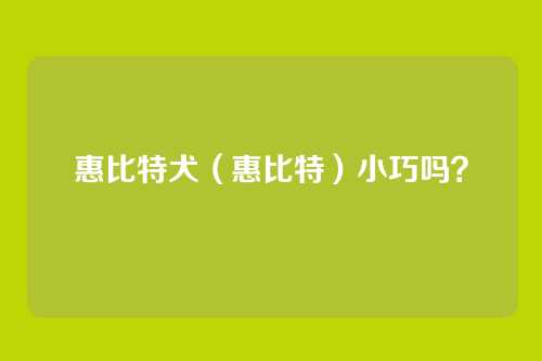 惠比特犬（惠比特）小巧吗？
