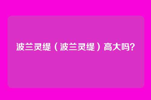 波兰灵缇（波兰灵缇）高大吗？