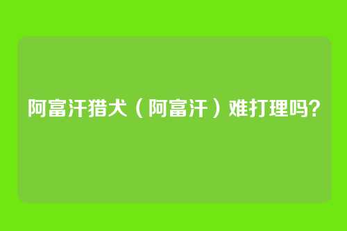 阿富汗猎犬（阿富汗）难打理吗？
