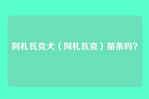 阿札瓦克犬（阿札瓦克）苗条吗？