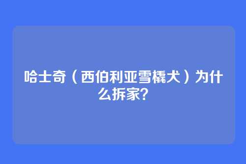 哈士奇（西伯利亚雪橇犬）为什么拆家？