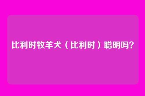 比利时牧羊犬（比利时）聪明吗？