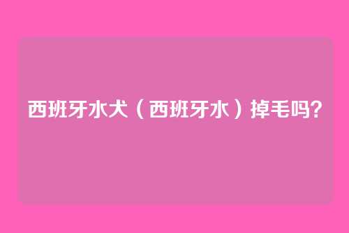 西班牙水犬（西班牙水）掉毛吗？