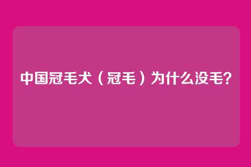 中国冠毛犬(冠毛)为什么没毛?