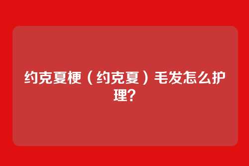 约克夏梗（约克夏）毛发怎么护理？