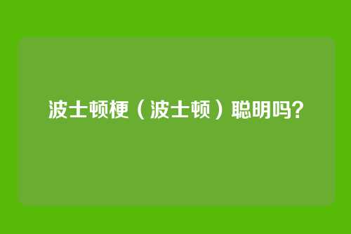 波士顿梗（波士顿）聪明吗？