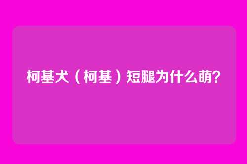柯基犬（柯基）短腿为什么萌？
