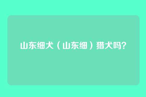 山东细犬（山东细）猎犬吗？