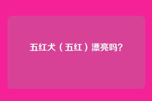 五红犬（五红）漂亮吗？