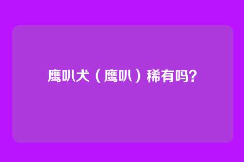 鹰叭犬（鹰叭）稀有吗？