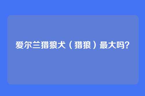 爱尔兰猎狼犬（猎狼）最大吗？