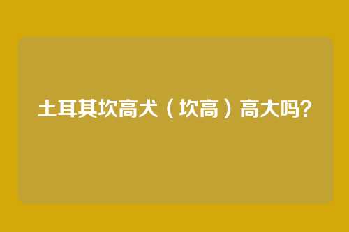 土耳其坎高犬（坎高）高大吗？