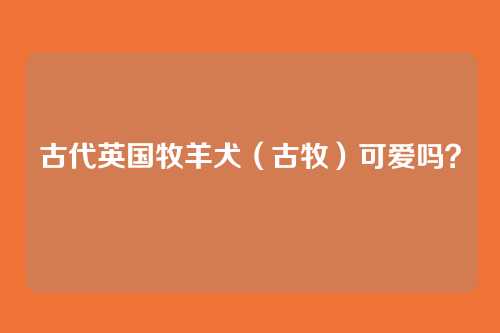 古代英国牧羊犬（古牧）可爱吗？