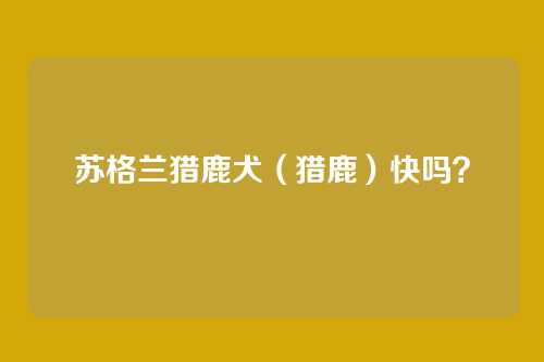 苏格兰猎鹿犬（猎鹿）快吗？