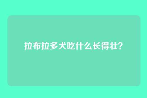拉布拉多犬吃什么长得壮？