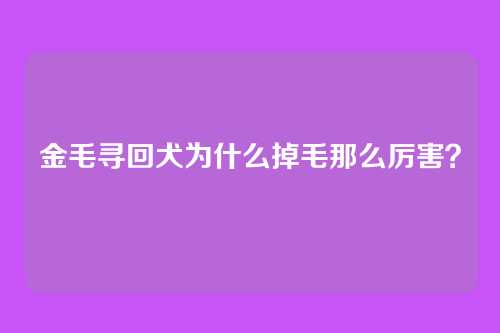 金毛寻回犬为什么掉毛那么厉害？