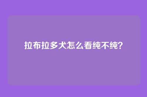 拉布拉多犬怎么看纯不纯？
