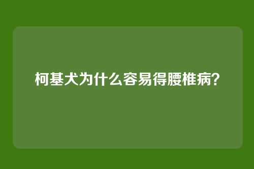 柯基犬为什么容易得腰椎病？