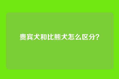 贵宾犬和比熊犬怎么区分？